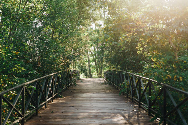 istock Wooden bridge with railings in the park or forest. 1484253675