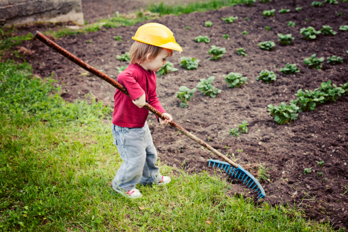 Cute little boy monitors the organic potatoes growth and removes weeds from his eco garden. Suitable for organic farming and weeding concepts.