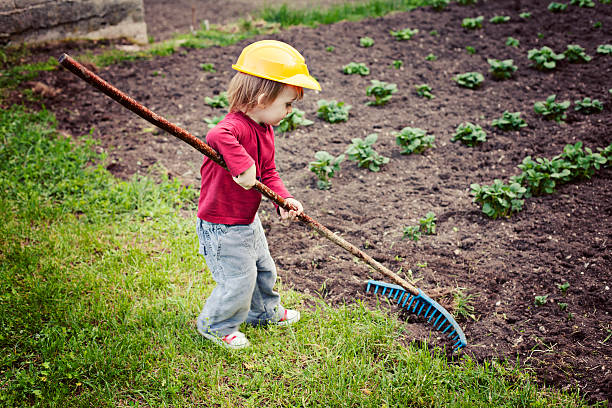 Cute little boy growing potatoes in the home organic garden stock photo