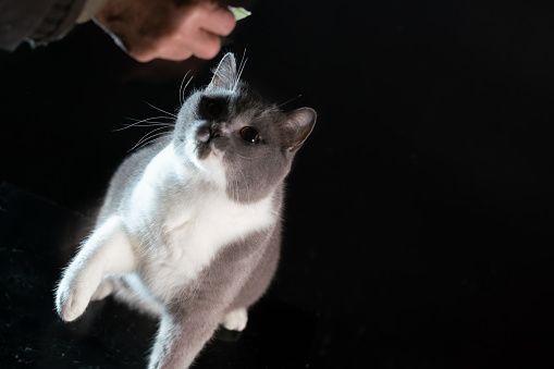 British shorthair cat watching for food studio shot