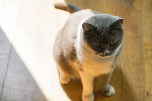 British shorthair cat indoor on floor with sunshine