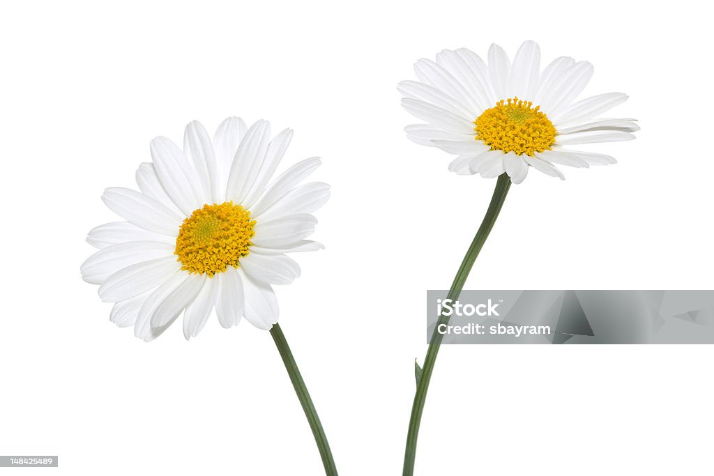 Daisies su sfondo bianco - Foto stock royalty-free di Fiore di campo