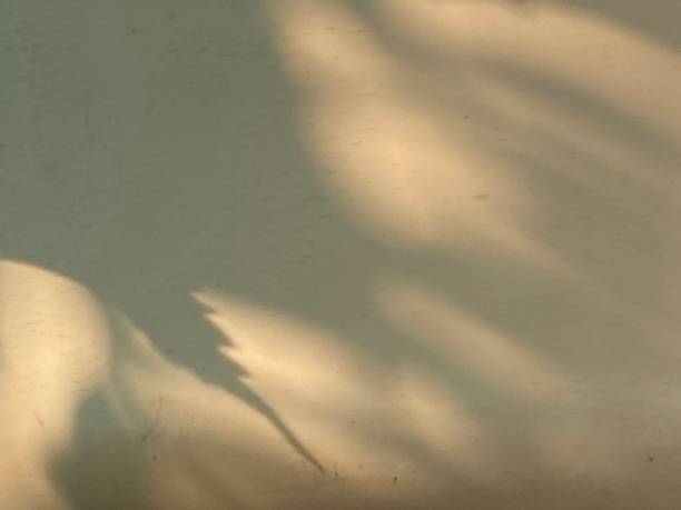 istock Leaves shadow background on concrete wall texture, leaves tree branches shade with sunlight 1484256058