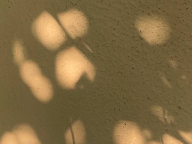 istock Leaves shadow background on concrete wall texture, leaves tree branches shade with sunlight 1484256060