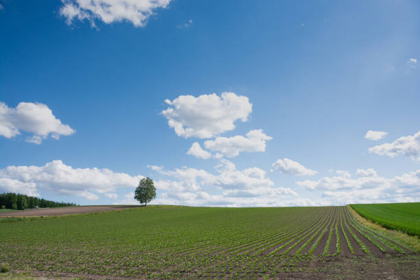 istock Green vegetable field and birch trees with the blue sky 1484256400