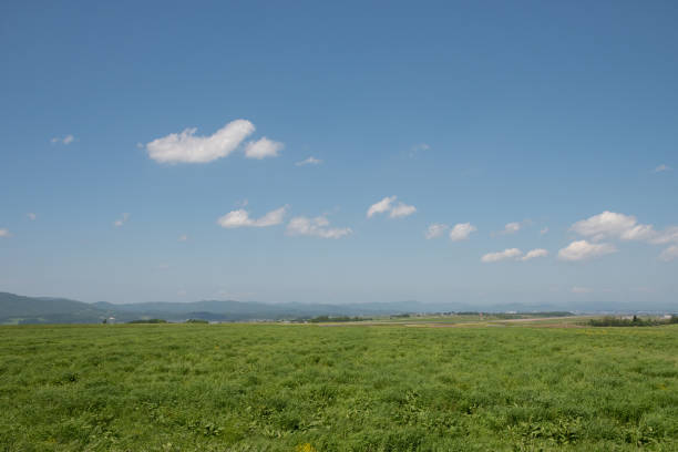 istock Green meadow and blue sky 1484256793