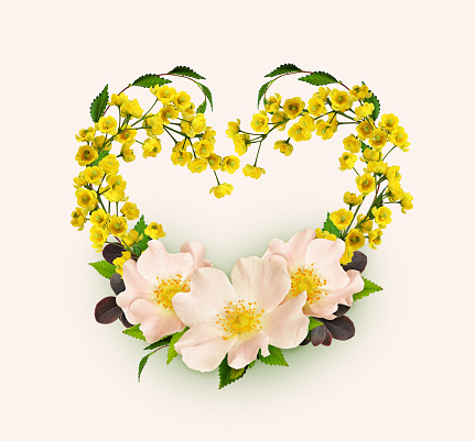 Small yellow flowers of berberis thunbergii and wild roses in a heart shape arrangement on cream background