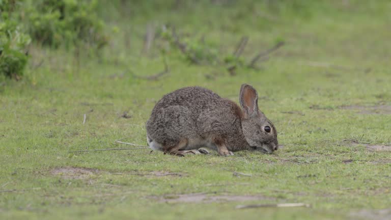 Western Brush Rabbit, San Francisco, California