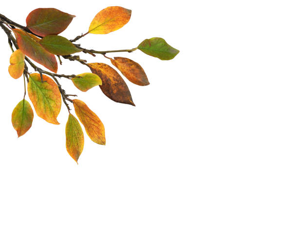 istock Autumn twig with colorful leaves 1484260620