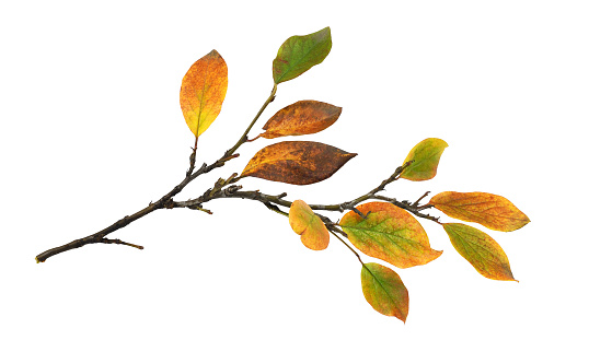 Autumn twig with colorful leaves isolated on white