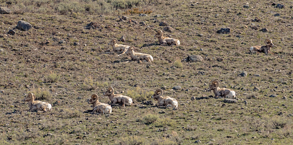 Herd of ten Big Horn rams lying together on a hillside in Yellowstone Ecosystem in Wyoming, in northwestern USA. Nearest cities are Gardiner, Cooke City, Bozeman and Billings Montana, Denver, Colorado, Salt Lake City, Utah and Jackson, Wyoming.