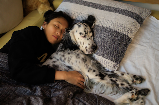 English setter Dog sleeping in pillow bed with girl owner