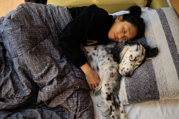 English setter Dog sleeping in pillow bed with girl owner