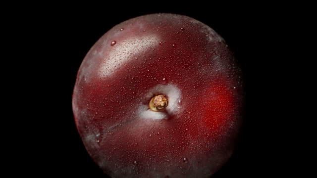 Plum in drops of water,branch top view. extreme macro, zoom. Slow falling and moving away. Isolated black background. Rotation.