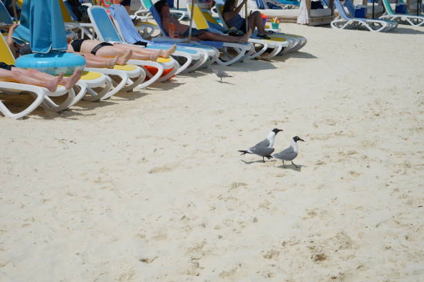 Royal Caribbean Cruise to Bahamas and Coco Cay