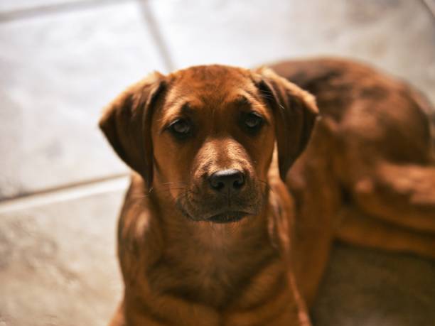 istock Boxador Puppy Looking Cute - Labrador Boxer Mix 1484265313