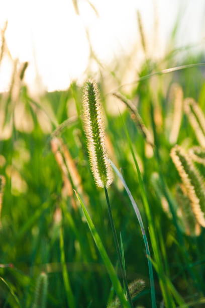 istock Beautiful grass details in summer in sunset 1484267172