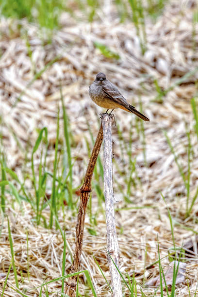 фиби сэй, бернаби, британская колумбия, канада - bird spring branch phoebe стоковые фото и изображения