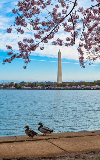 washington monument cherry blossom ducks