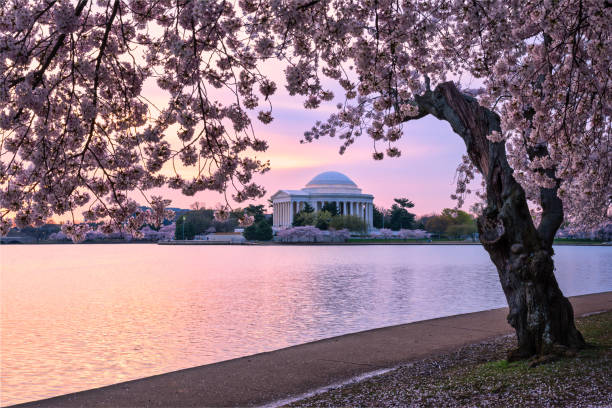 istock jefferson monument cherry blossom sunrise 1484271688