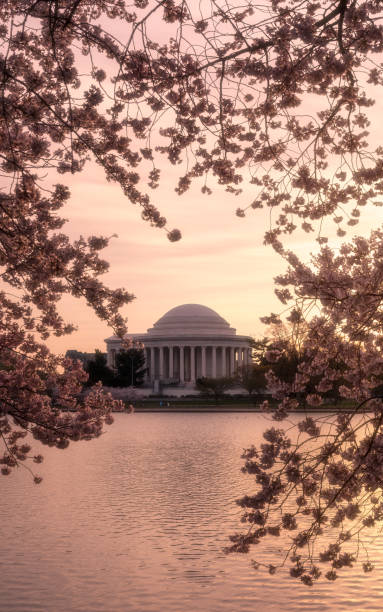 istock jefferson monument morning cherry trees 1484271771
