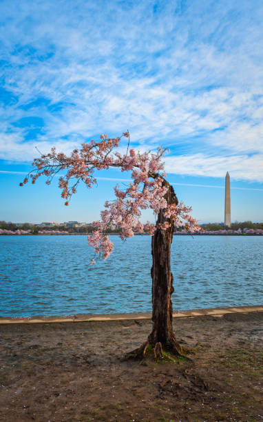 ciliegio fiore washington monumento stumpy - cherry blossom cherry tree tree washington dc foto e immagini stock