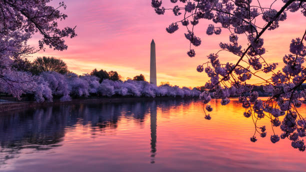 istock Cherry Blossom Washington Monument Sunrise 1484272389
