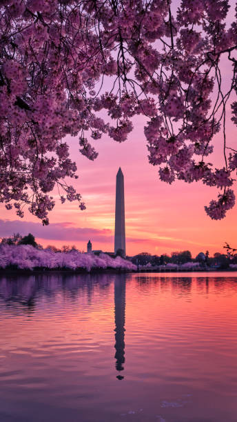 워싱턴 기념비 벚꽃 - spring vertical cherry blossom color image 뉴스 사진 이미지