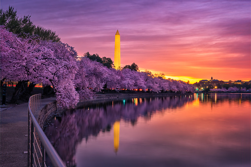 Cherry Blossom Tidal Park Sunrise