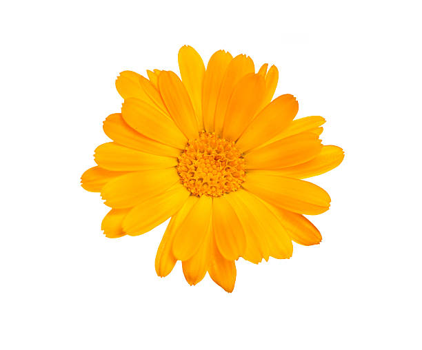 istock orange flower of calendula. Isolated on white background. 148427311