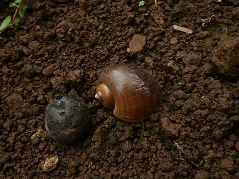 Photograph of an abandoned slug shell