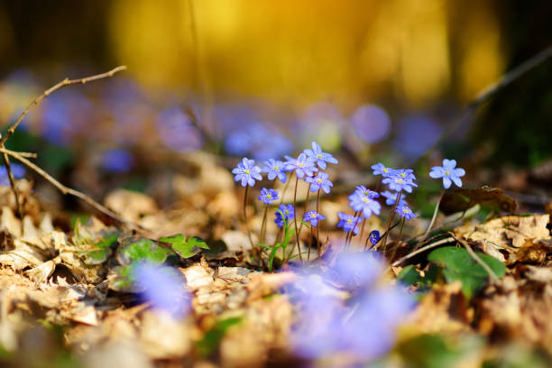 Blossoming hepatica flower in early spring in forest. Beauty in nature.