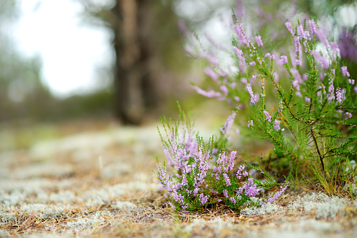 Detail of a flowering heather plant in Lithuanian landscape. Beautiful outdoor scenery.