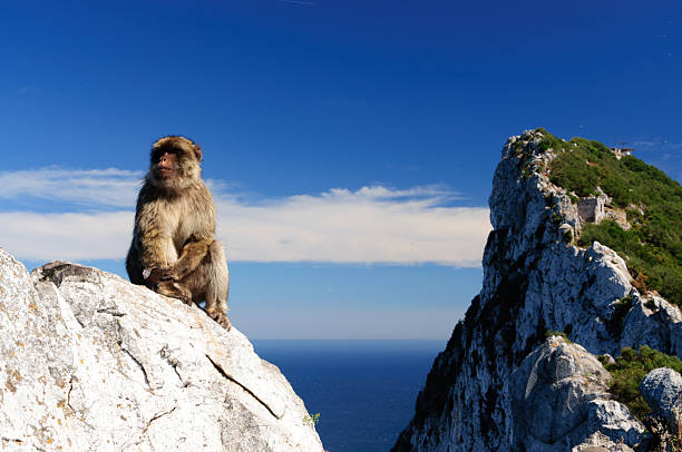 An ape is standing on a rock. On the background, the Rock of Gibraltar.