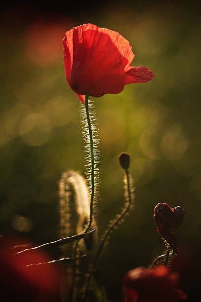istock Poppy portrait in Summer landscape 148428143