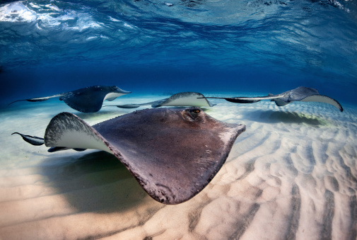 Stingray fishes swimming in the clear sea water.