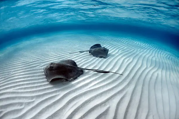 Stingray fishes swimming free in the clear sea water.