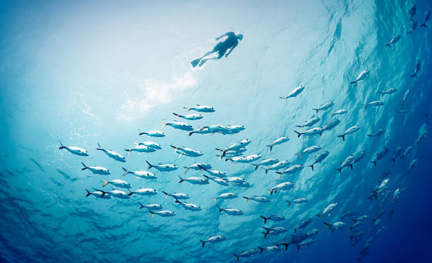 fishes con la piscina - snorkel fotografías e imágenes de stock