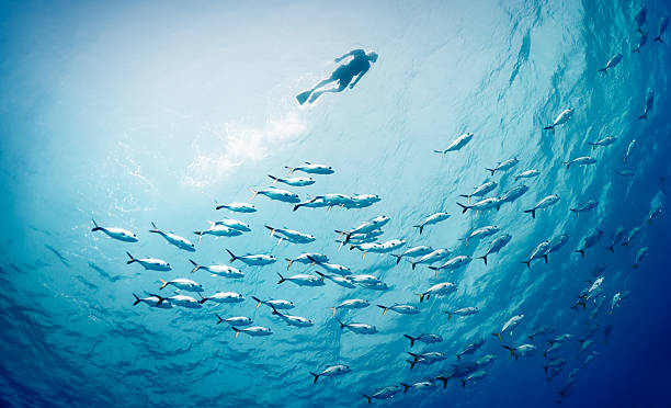 bơi cùng cá - đàn cá nhóm động vật hình ảnh sẵn có, bức ảnh & hình ảnh trả phí bản quyền một lần
