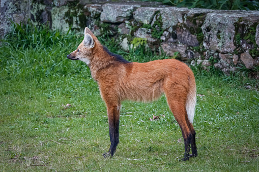 Side view of a Maned wolf on grassy grounds of Sanctuary Caraça, stone wall in background, Minas Gerais, Brazil