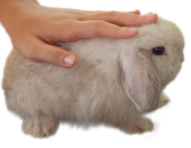 manos de conejito y niña arriba sobre espalda blanca con aislado - rabbit baby rabbit hare standing fotografías e imágenes de stock