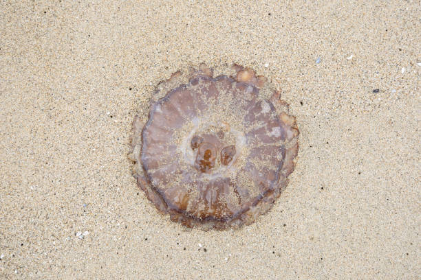 istock Jellyfish washed up on California shore 1484291225