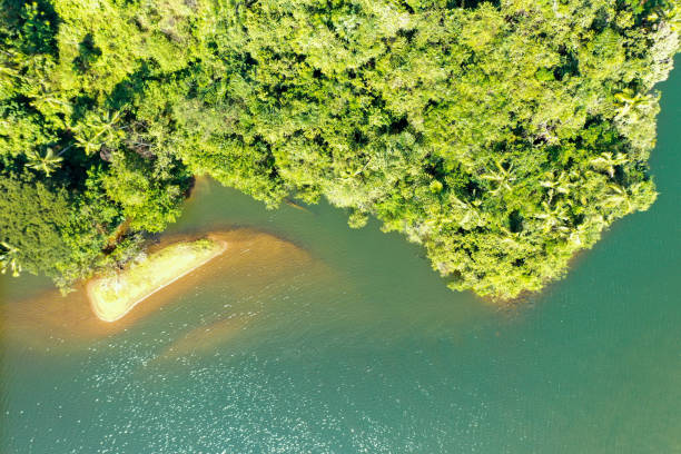 istock View of Backwaters and Mangroves 1484291298