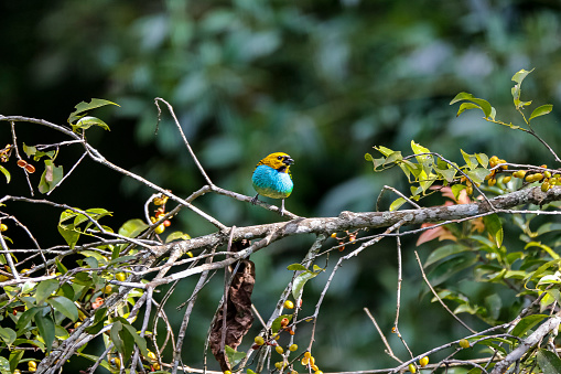 Gilt-edged tanager perched on a tree branch with leaves against defocused background, Caraca natural park, Minas Gerais, Brazil