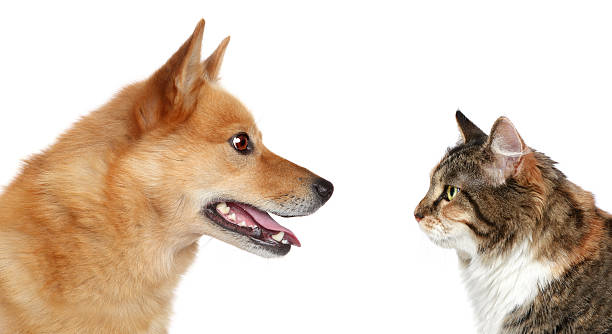 Dog and Cat looking at each other Dog and Cat looking at each other. Side view, isolated on a white background  finnish spitz stock pictures, royalty-free photos & images