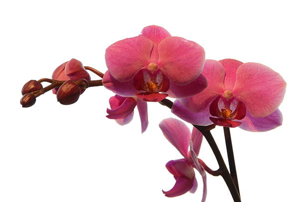 istock Beautiful Pink Orchid Isolated on White Background 148429404