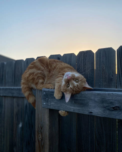 istock Orange cat on fence 1484298275