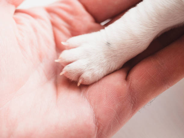 istock Lovable, pretty puppy and human hand. Close-up 1484300410