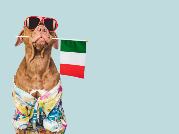 istock Charming brown puppy, sunglasses and Italian flag 1484300680