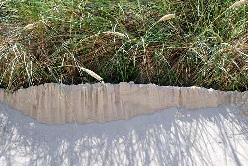 A sand dune at the beach on the island of Sylt (Germany, North Sea) with dune grass.